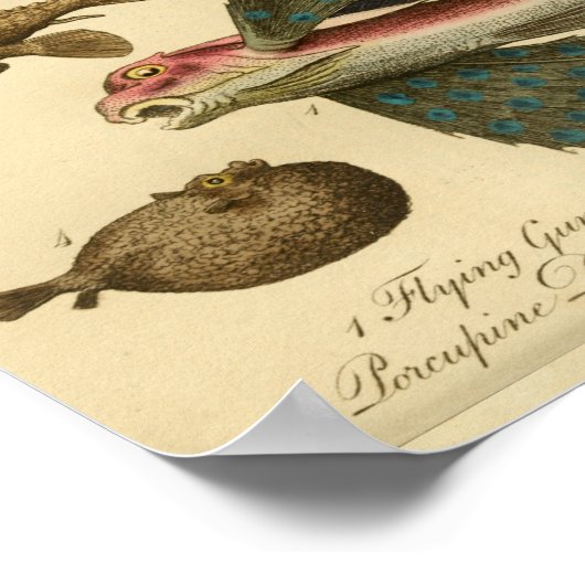 Vintage Fliegengeschichte Poster (Ecke)