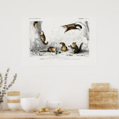 Vintage Fliegenschildkröte Poster (Küche)