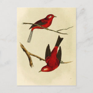 Vintage Fliegenschnäpper-Vogel Postkarte