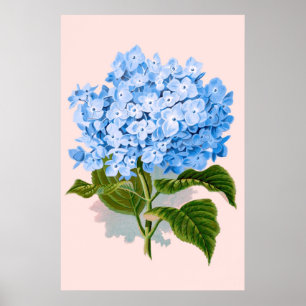 Vintage Florale Blaue Hortensie Poster
