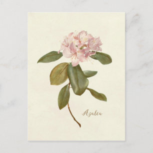 vintage Floralkarte rosa Azalee botanisch Postkarte