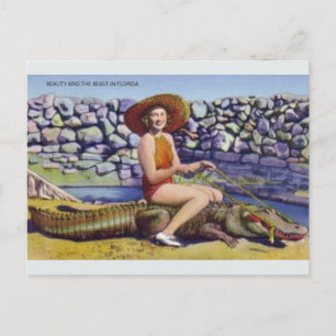 Vintage-Florida-Alligator-Postkarte Postkarte