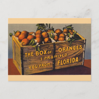 Vintage Florida-Orangen-Postkarte Postkarte