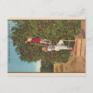 Vintage-Florida-Orangen-Postkarte Postkarte