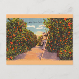 Vintage-Florida-Orangenhaine-Postkarte Postkarte