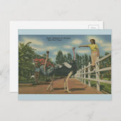 Vintage Florida Ostrich Seltene Vogelfarm Postcard Postkarte (Vorne/Hinten)