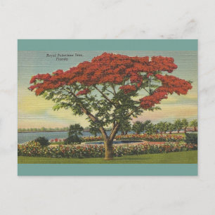 Vintage Florida Royal Poinciana Baum Postkarte