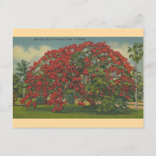 Vintage Florida Royal Poinciana Baum Postkarte