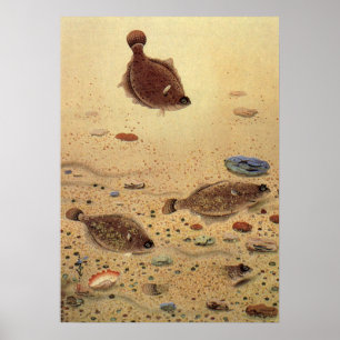 Vintage Floundern, Meeresfauna und -flatter Poster