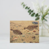 Vintage Floundern, Meeresfauna und -flatter Postkarte (Stehend Vorderseite)