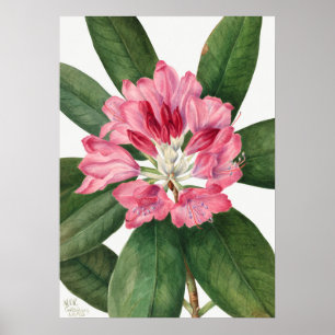 Vintage Flower Illustration Poster