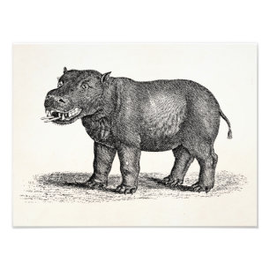 Vintage-Flussperd-Illustration aus dem 19. Jahrhun Fotodruck