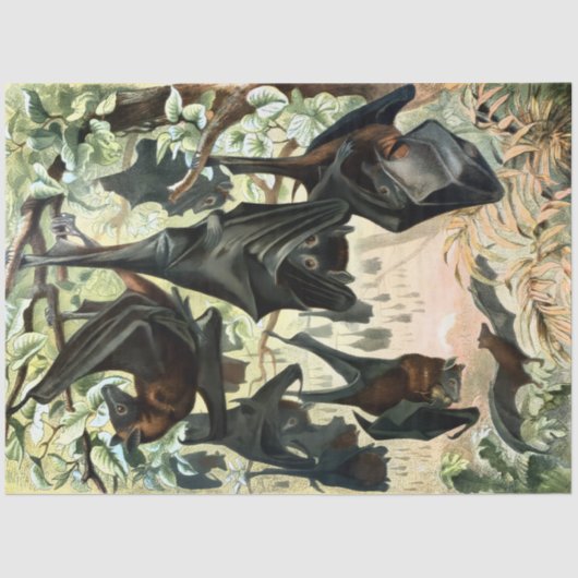 Vintage flying fox bat acadamia illustration seidenpapier (Vorderseite)