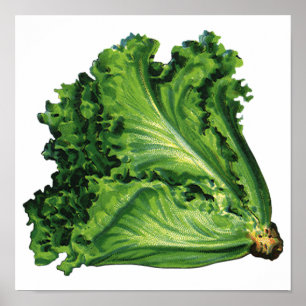 Vintage Foods, Green Leaf Lettuce Vegetables Poster