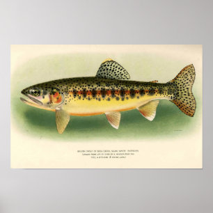 Vintage Forelle Arte e Cultura Poster