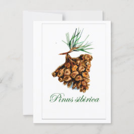 Vintage Forstkarte - Pinus Sibirica Postkarte