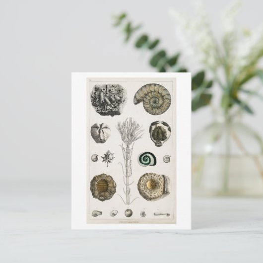 VINTAGE FOSSILS CHART POSTCARD POSTKARTE (Stehend Vorderseite)