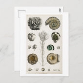 VINTAGE FOSSILS CHART POSTCARD POSTKARTE (Vorne/Hinten)