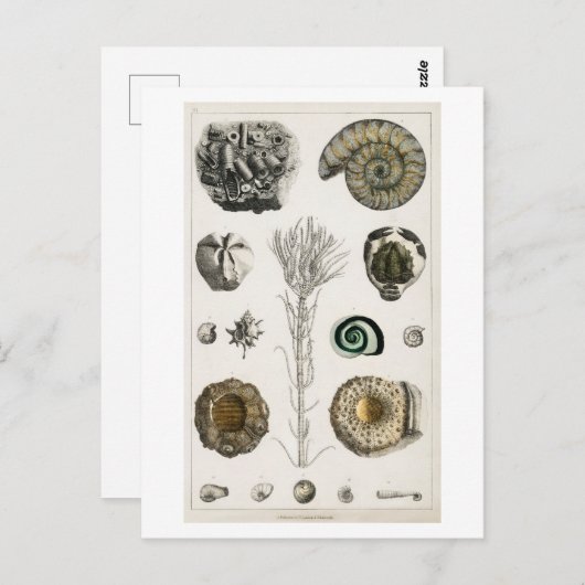 VINTAGE FOSSILS CHART POSTCARD POSTKARTE (Vorne/Hinten)