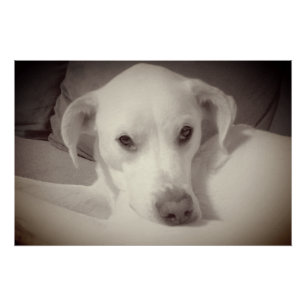 Vintage-Foto von wunderschöner, seelenvoller Hund Poster