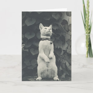 Vintage-Fotografie einer Katze aus dem 19. Jahrhun Karte