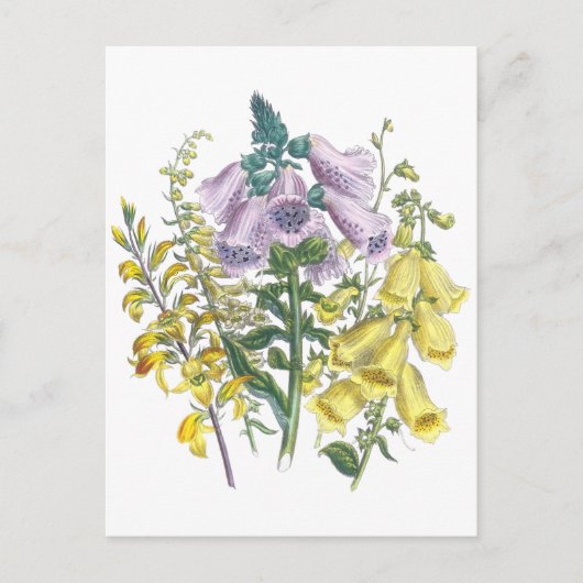 Vintage Foxglove Illustration Postkarte (Vorderseite)