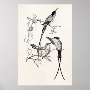 Vintage Frack-Kolibri-personalisierter Vogel Poster