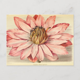 Vintage französische Blumenkunst Rosa Postkarte