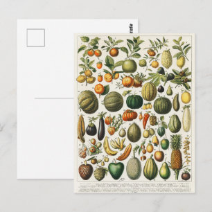 Vintage Französische Botanische Obstplakate Kunst Postkarte