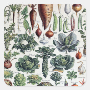 Vintage Französische Legumes et Plantes Potageres Quadratischer Aufkleber