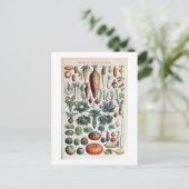 Vintage französische Leguminosen und Plantes Potag Postkarte (Stehend Vorderseite)