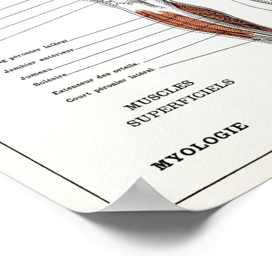 Vintage französische Menschenanatomie Poster (Ecke)