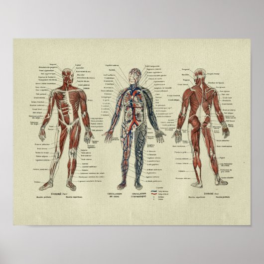 Vintage französische Muskelanatomie Poster (Vorne)