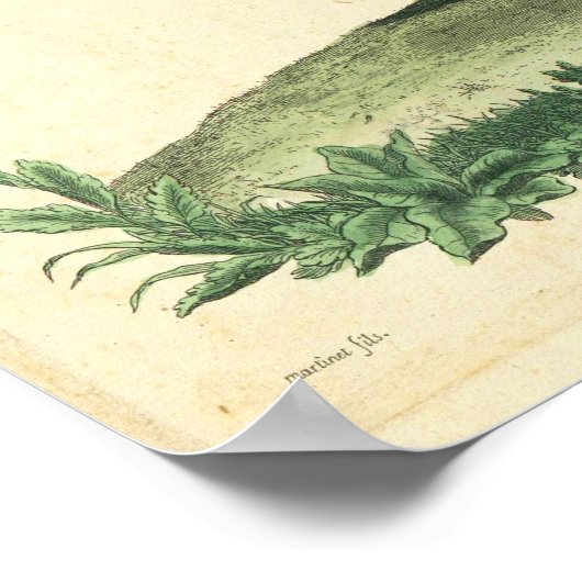 Vintage französische Rooster-Printwerbung Poster (Ecke)