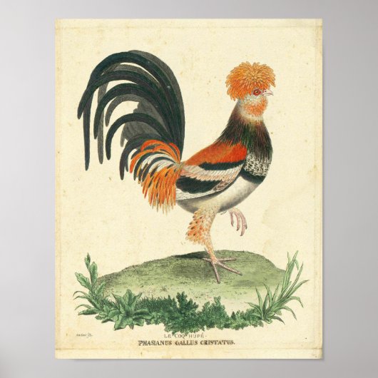 Vintage französische Rooster-Printwerbung Poster (Vorne)