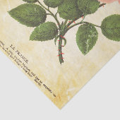 Vintage französische Rose Seidenpapier (Ausschnitt)