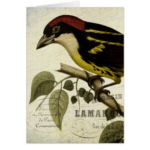 Vintage französische Vogelkunst