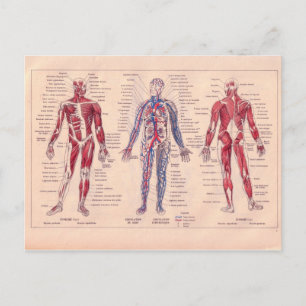 Vintage-französisches Diagramm des menschlichen Kö Postkarte