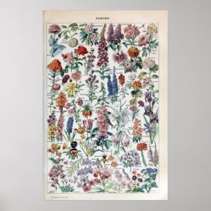 Vintage French Adolphe Millot Flowers Poster