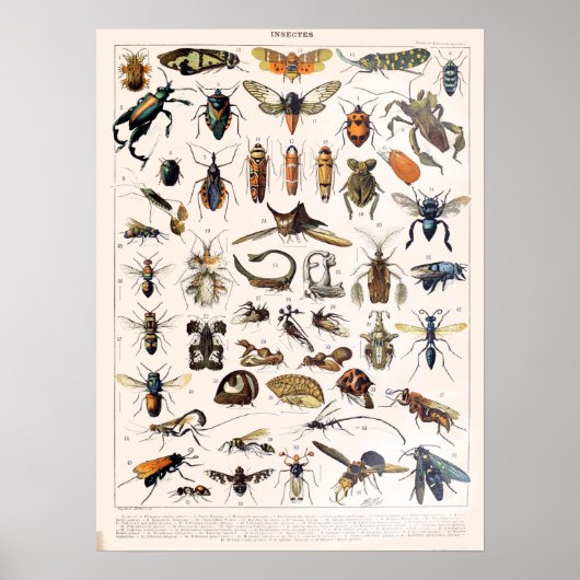 Vintage French Adolphe Millot Insects Poster (Vorne)
