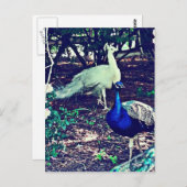 Vintage Friedenssicherungen Postkarte (Vorne/Hinten)