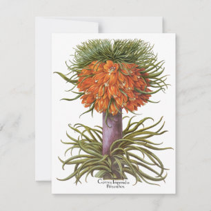 Vintage Fritillaria-Blume von Basilius Besler