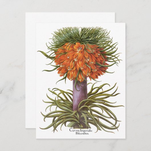 Vintage Fritillaria-Blume von Basilius Besler (Vorne/Hinten)