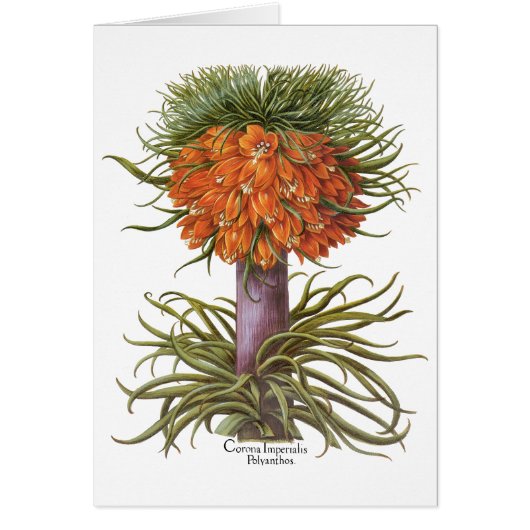 Vintage Fritillaria-Blume von Basilius Besler (Vorne)