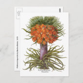 Vintage Fritillaria-Blume von Basilius Besler Postkarte (Vorne/Hinten)