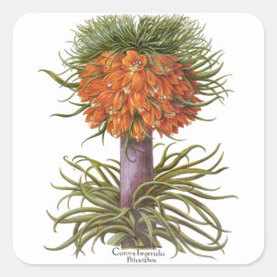 Vintage Fritillaria-Blumen von Basilius Besler Quadratischer Aufkleber