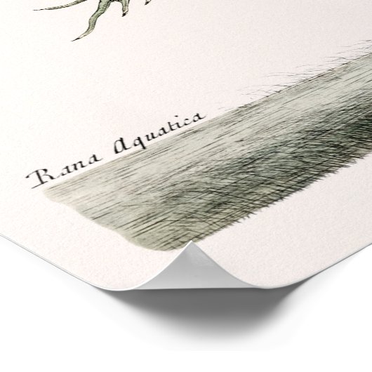 Vintage Frog-Illustration Poster (Ecke)