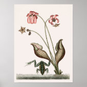 Vintage Frog-Illustration Poster (Vorne)