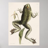 Vintage Frog-Illustration Poster (Vorne)