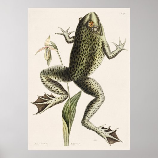 Vintage Frog-Illustration Poster (Vorne)
